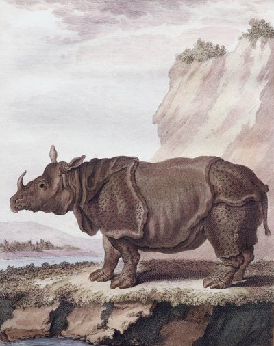 Neshorn (gravering) av Christian Friedrich Fritzsch