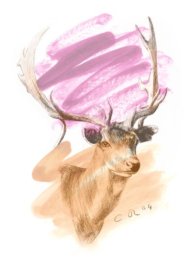 Hjortehode - Cerise Sienna, 2004 (olje og conte på papir) av Christian Furr