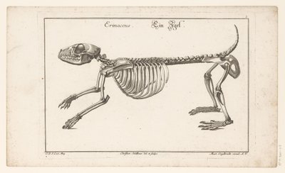 Skjelett av et pinnsvin Erinaceus / Ein Egel (tittel på objekt) Unterschiedliche Sceleta eller Bone-Cörper (serietittel) av Christian Hallbaur