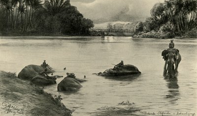 Elefanter som bader i Mahaweli-elven, Ceylon, 1898. av Christian Wilhelm Allers