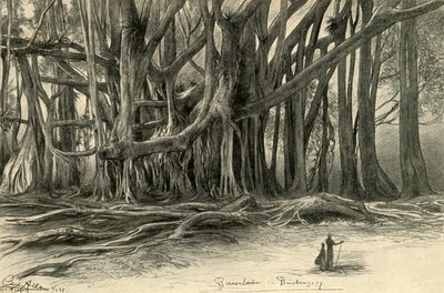 Kjempetrær i Buitenzorg, Java, 1898. av Christian Wilhelm Allers