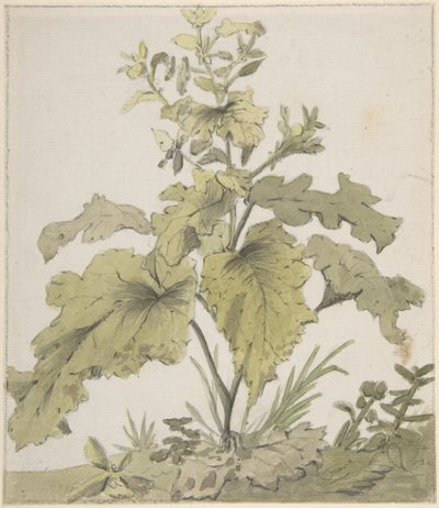 Studie av en plante av Christian Wilhelm Ernst Dietrich