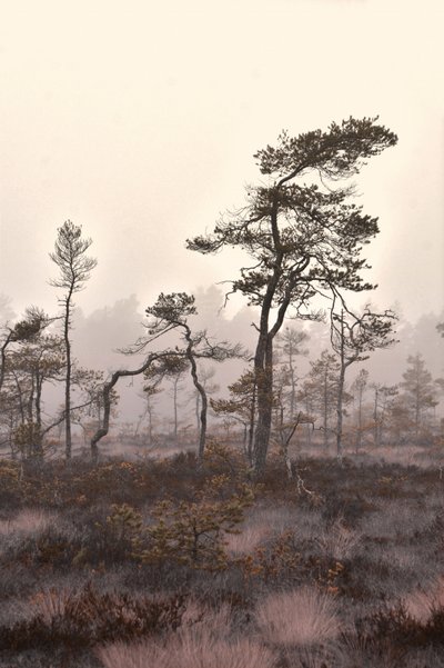  av Christina Sillen