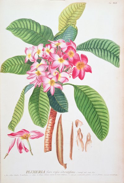 Plumeria: aus Plantae Selectae, von Christoph Jacob Trew und Georg Dionysius Ehret (1710-70); Frangipanier von Christoph Jacob & Ehert Georg Dionysius (1708/9-70) Trew