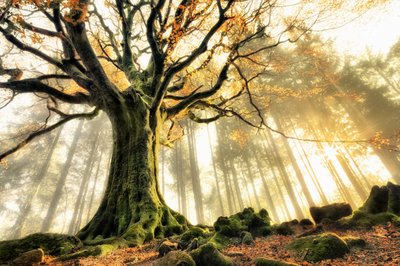 Solstråler i den tåkete skogen av Christophe Kiciak