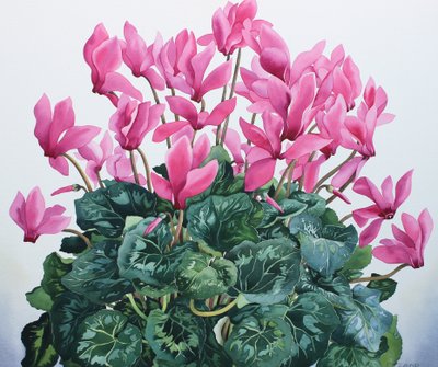 Cyclamen-portrett av Christopher Ryland