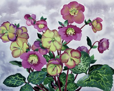Helleborus (2) av Christopher Ryland