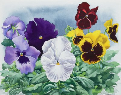 Stemorblomster av Christopher Ryland