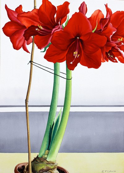Rød Amaryllis 2 (akvarell på papir) av Christopher Ryland