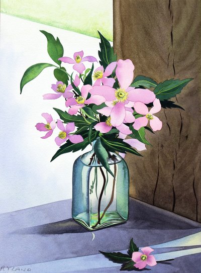 Still Life Pink Clematis (akvarell på papir) av Christopher Ryland
