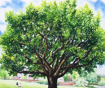 Sommereik av Christopher Ryland