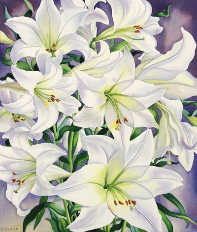 White Lilies, 2008 (wc på papir) av Christopher Ryland