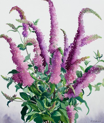 Vill Buddleia av Christopher Ryland