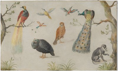 Studie av fugler og aper av Circle of Jan van Kessel the Elder