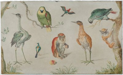Studie av fugler og aper av Circle of Jan van Kessel the Elder