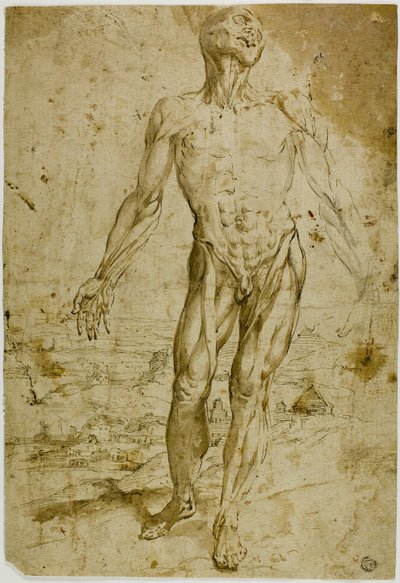 Écorché før landskap (rekto); skisser av stående mannlig nakenhet, sittende barn, bøyd kvinne (verso) av Circle of Titian