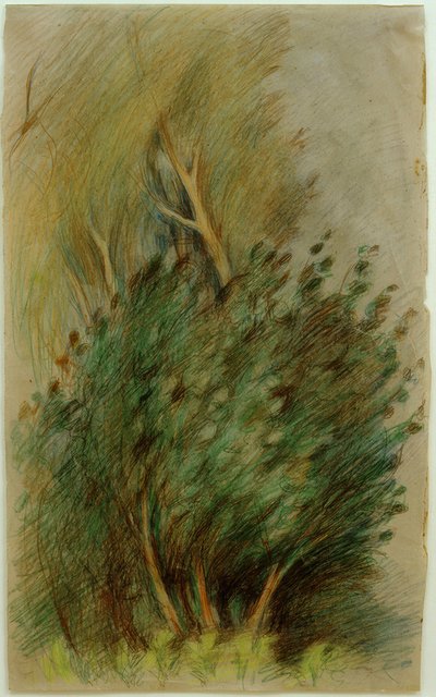 Tucheler Heide (skogstudie) av Clara Siewert