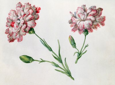 Nelliker av Claude Aubriet