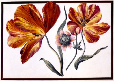 Tulipaner og anemone, ca. 1690 av Claude Aubriet