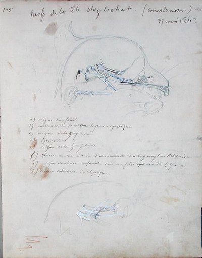 Nervesystemet i hodet til en katt, mai 1842 (blyant på papir) av Claude Bernard