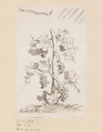 vinranke av Claude Mellan