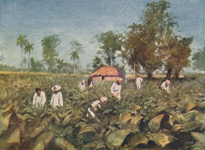 Tobakksplantasjen, Cuba, 1916 av Claude Pratt