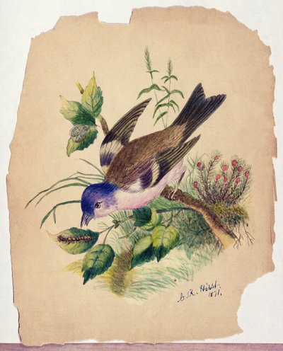 Blåfugl på en gren av Claude Raguet Hirst