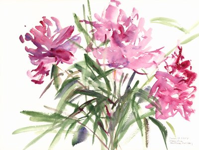 Peonies, 2004 (akvarell) av Claudia Hutchins Puechavy