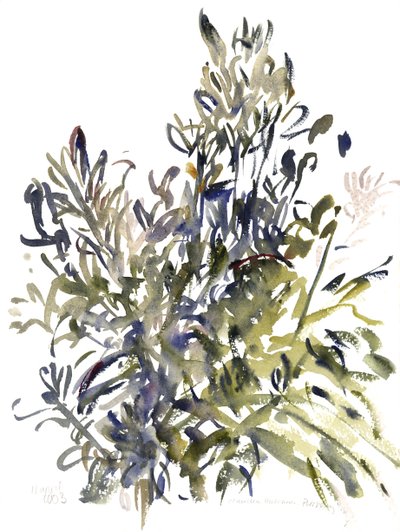 Senecio og andre planter, 2003 (akvarell) av Claudia Hutchins Puechavy