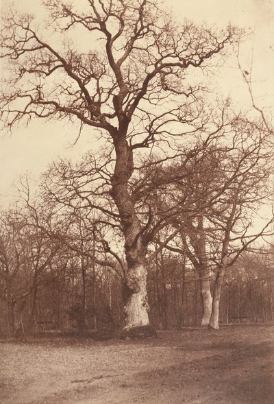 Studie av trær, Bois de Boulogne av Comte Olympe Aguado
