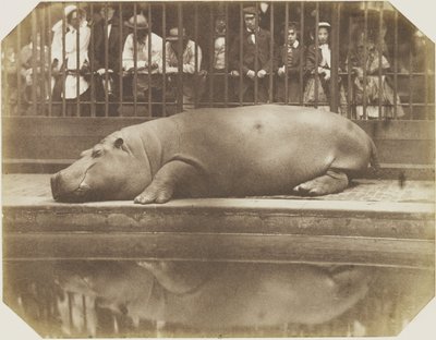 Obaysch, flodhest, London Zoo av Comte de Montizón Don Juan