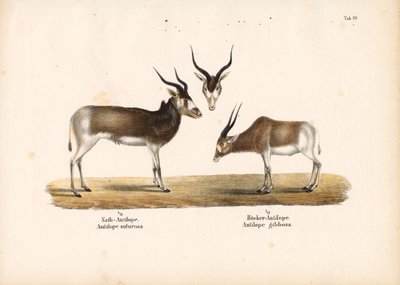 Addax- og Bontebok-antiloper av Conrad Kull