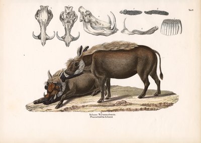 Aelians vortesvin med hodeskalleanatomi av Conrad Kull