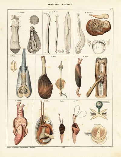 Anatomi av toskallede bløtdyr. ,1841 (litografi) av Conrad Kull