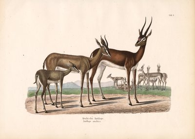 Arabisk oryx i halvørken av Conrad Kull