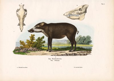 Båndet gris med anatomiske detaljer av Conrad Kull