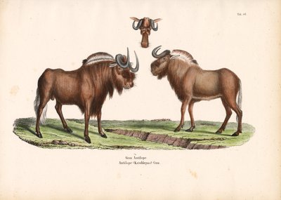 Svart gnu med hodedetalj av Conrad Kull