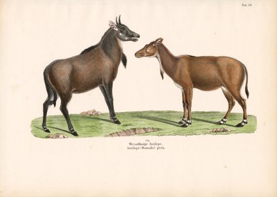 Bontebok eller Blesbok av Conrad Kull