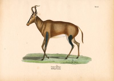 Antilopehulen av Conrad Kull