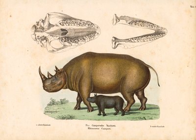 Camperens neshorn med representasjoner av kalv og hodeskalle av Conrad Kull