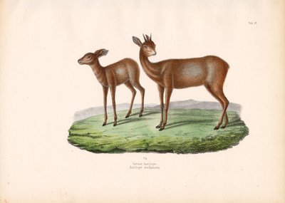 Kapp Gråsbok av Conrad Kull