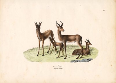 Vanlig gaselle i familiegruppe av Conrad Kull