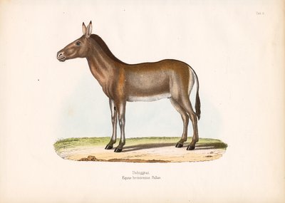 Dziggetai eller mongolsk vill esel av Conrad Kull