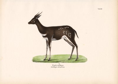 Skogantilope av Conrad Kull