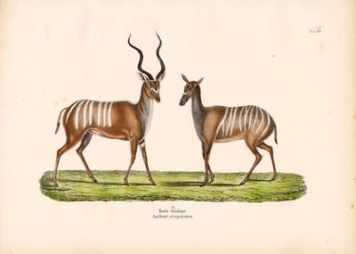 Stor kudu i hann- og hunnform av Conrad Kull