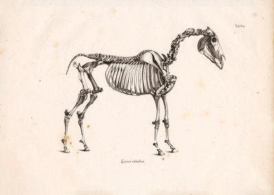 Hesteskjelett av Conrad Kull