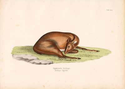 Ogilbys duiker i hvileposisjon av Conrad Kull