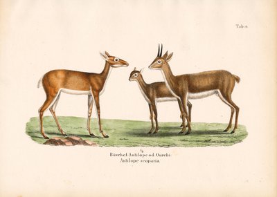 Oribi-antiloper i familie av Conrad Kull