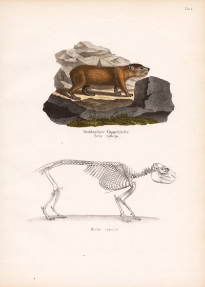 Rødhodet klippehyrax og skjelett av kappklipphyrax av Conrad Kull