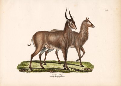 Senegal-antilope av Conrad Kull